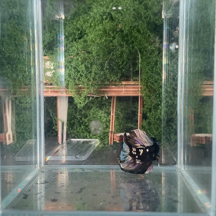 斗鱼活体不退不换谢谢