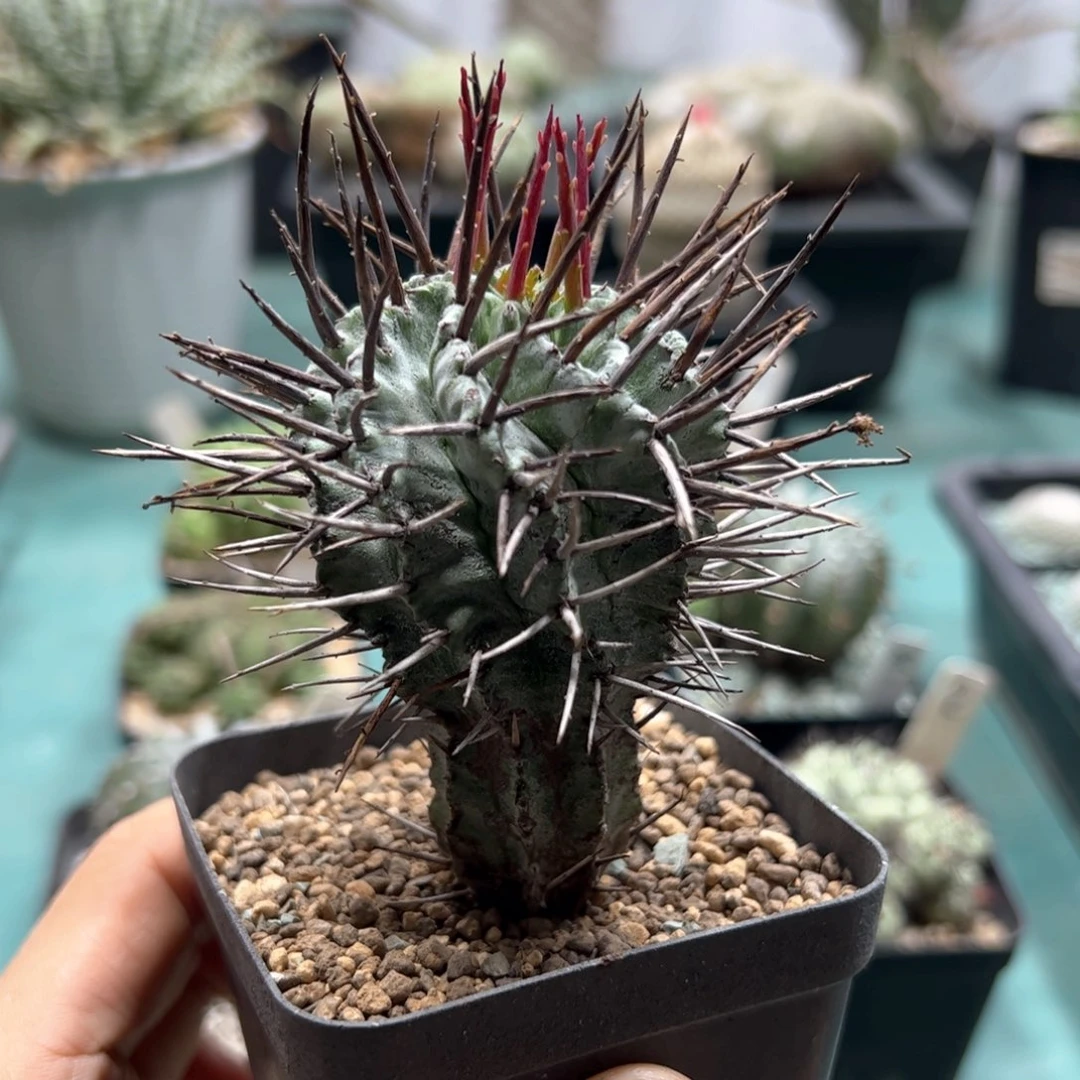 强刺魁伟玉 侧芽繁殖脱土发货
