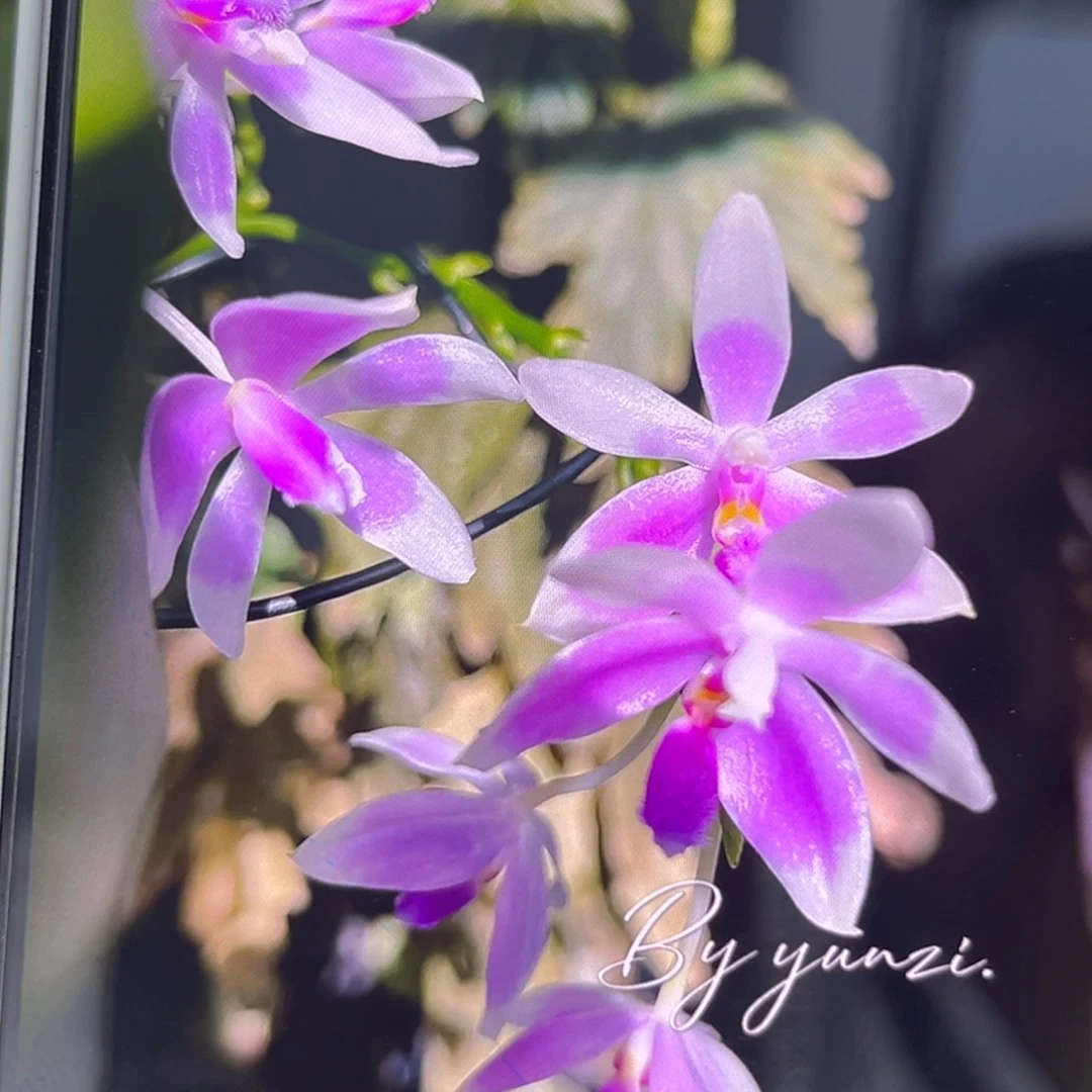 无花朵1.7寸羞花苗