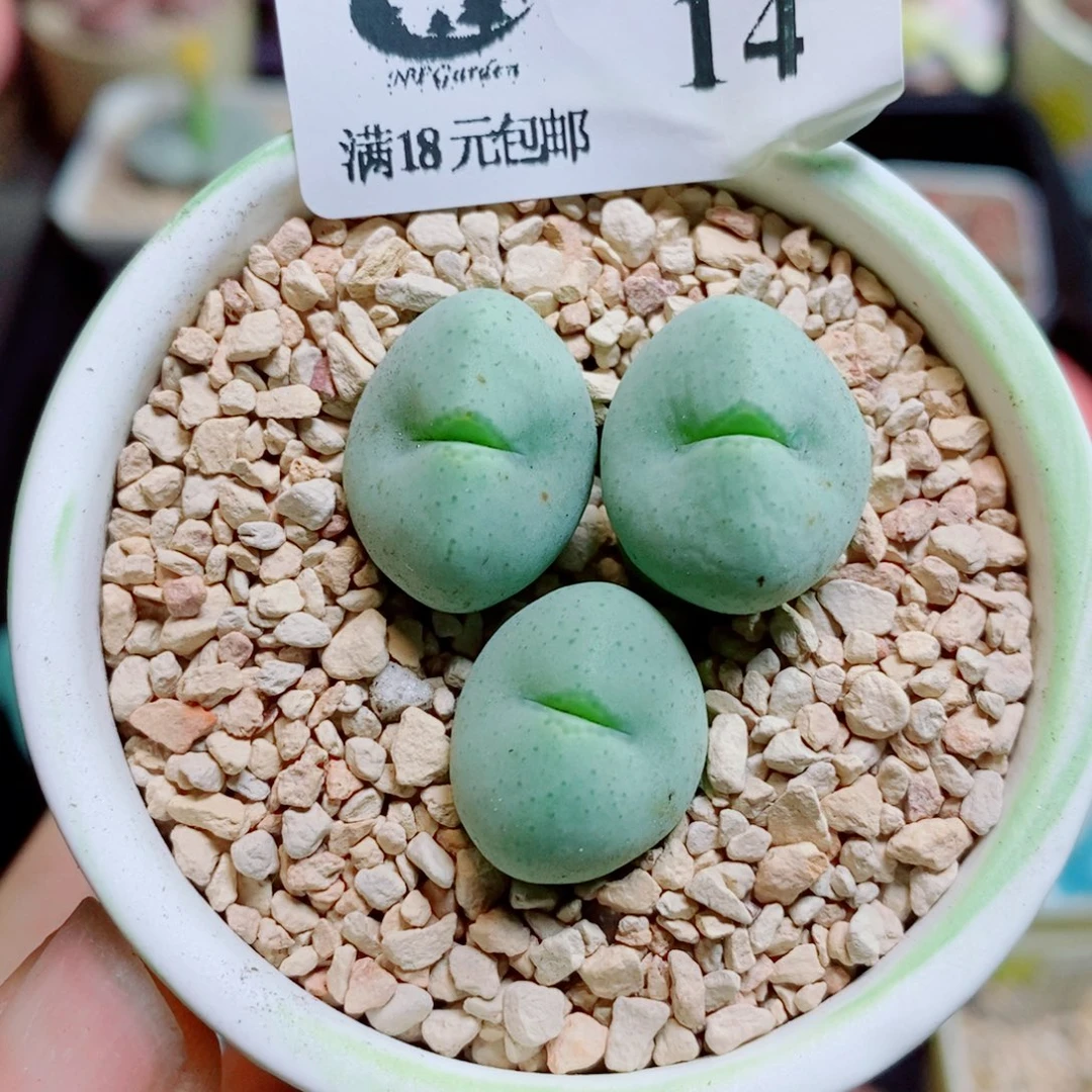 生石花花花花花花花14