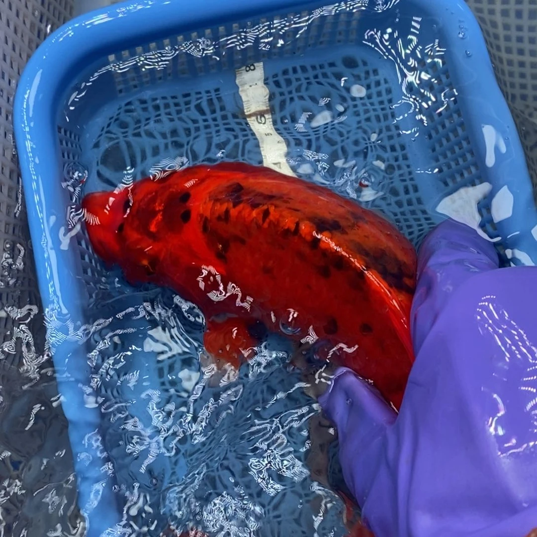 锦鲤冷水锦鲤包邮