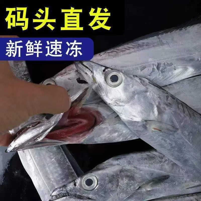 【顺丰包邮】东海正宗整条新鲜鲜活速冻无冰野生刀鱼海鲜批发