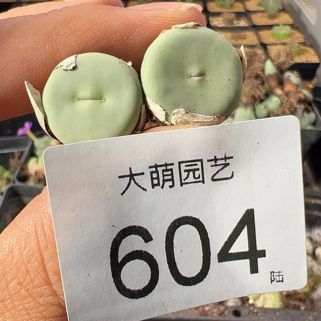 一物一拍。      604