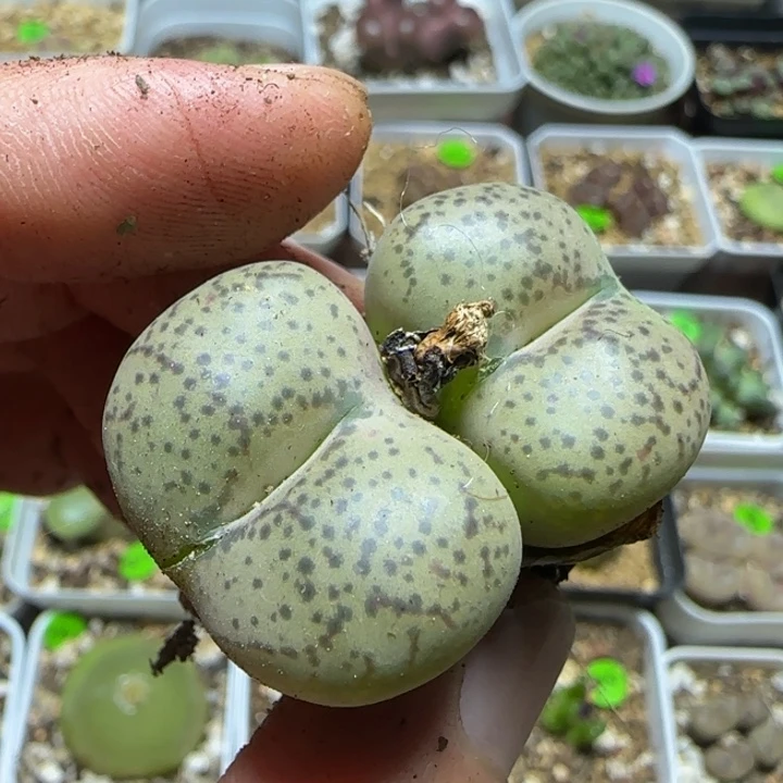 杂交漂亮多肉植物203