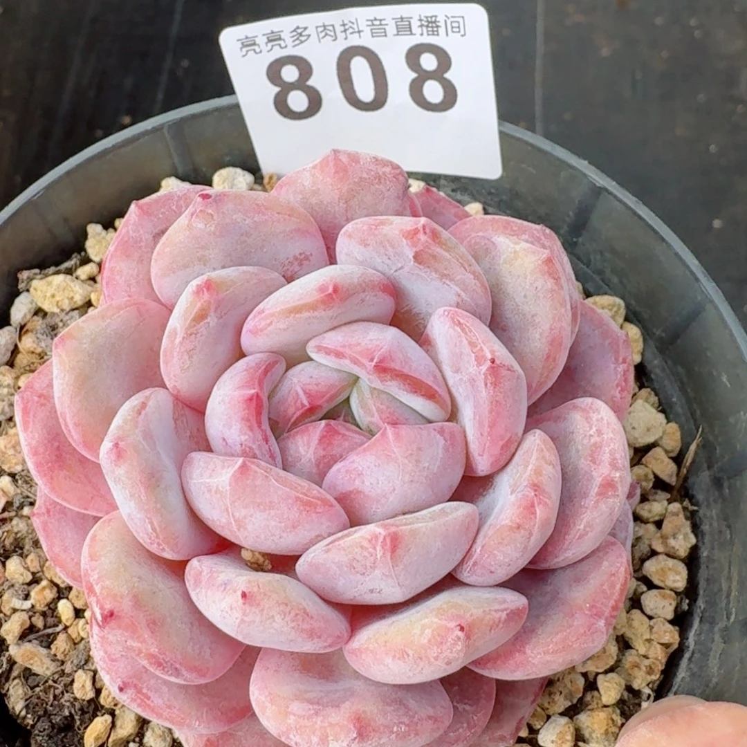 星影         精品多肉