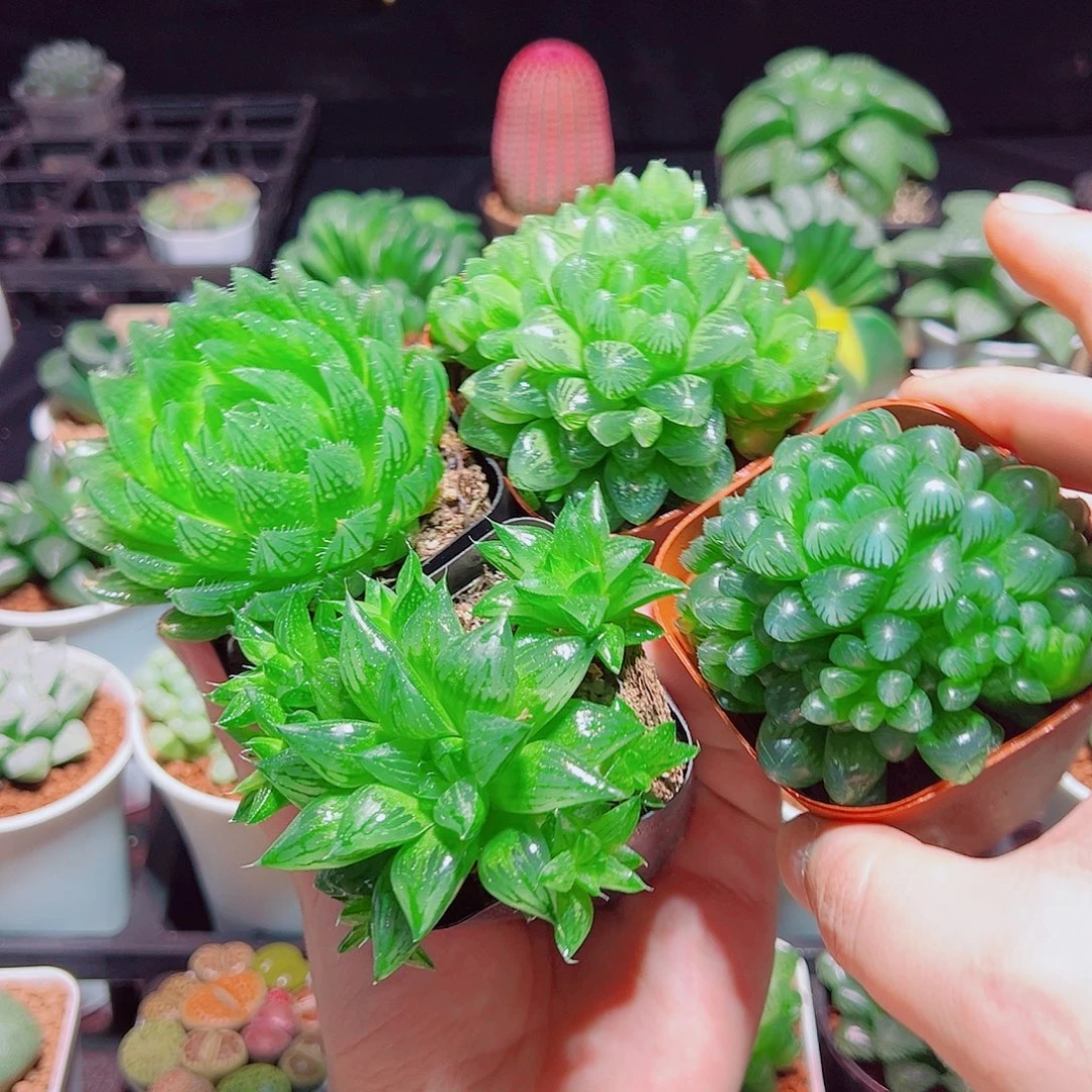 樱水晶水晶寿雪花姬玉露群原盆土