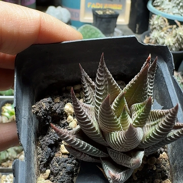 *****765白蜘蛛脱土发货