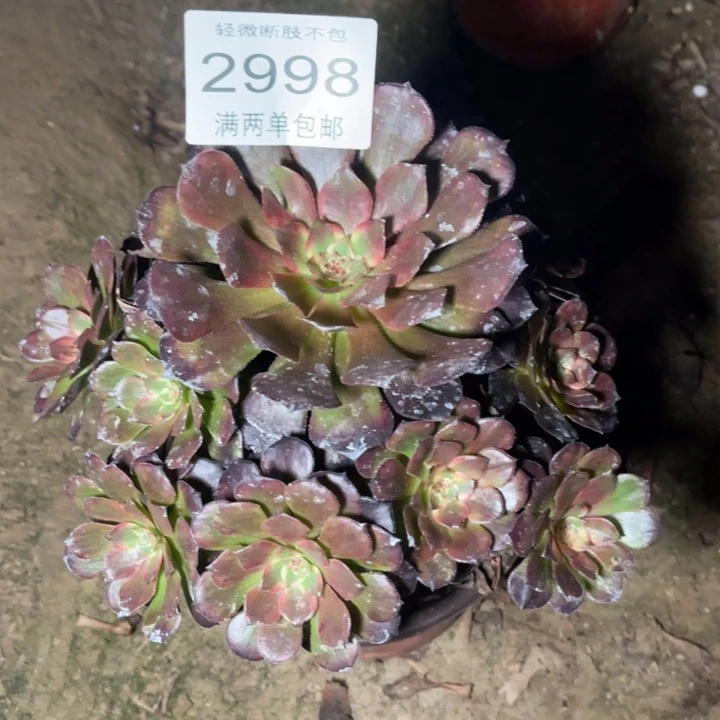2998烟花的的多肉的