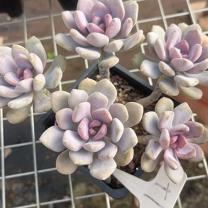 两单包邮，一物一拍1shouwodiq