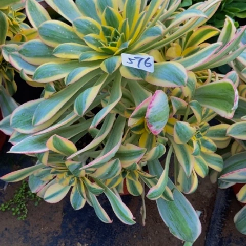 灿烂会黑斑多肉植物576多肉不包断