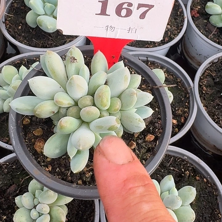 览*尔胖体哥特167多肉植物