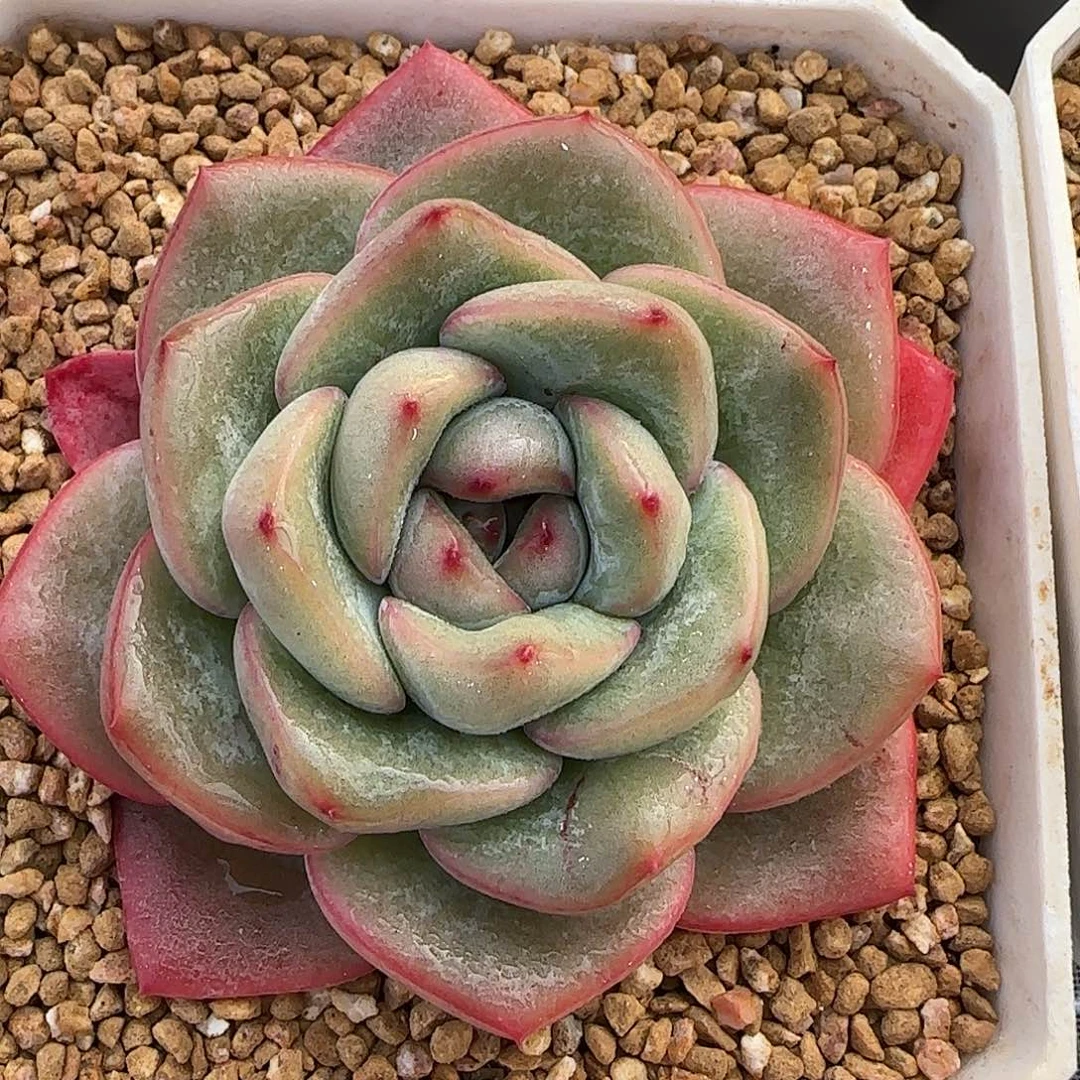 从前慢甄选多肉编号泡芙