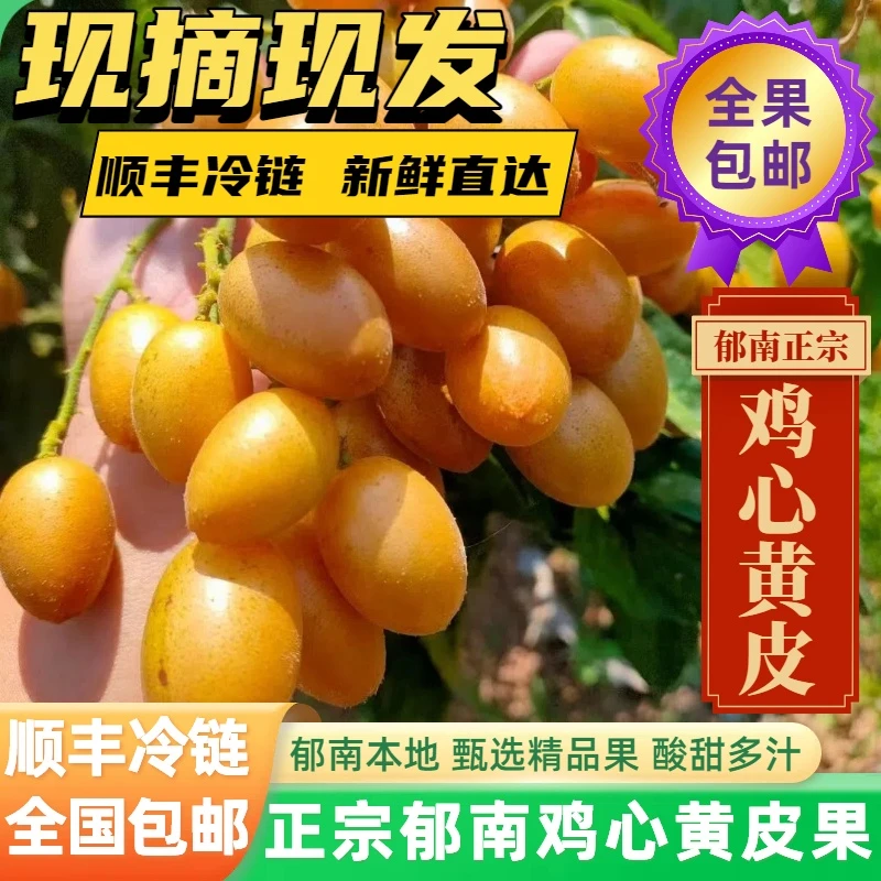 全国顺丰冷链包邮 郁南鸡心黄皮 郁南黄皮果当季酸甜多汁孕妇水果