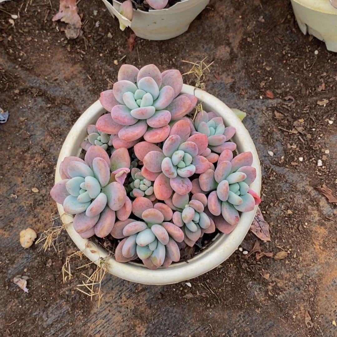 洛神脱土3.9发货哦