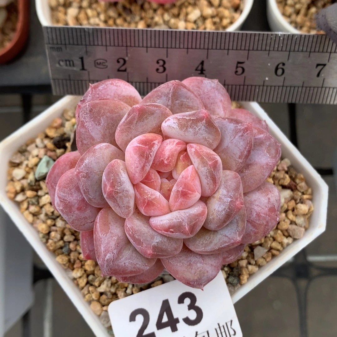 245。石化脸。秘境琥珀母本。