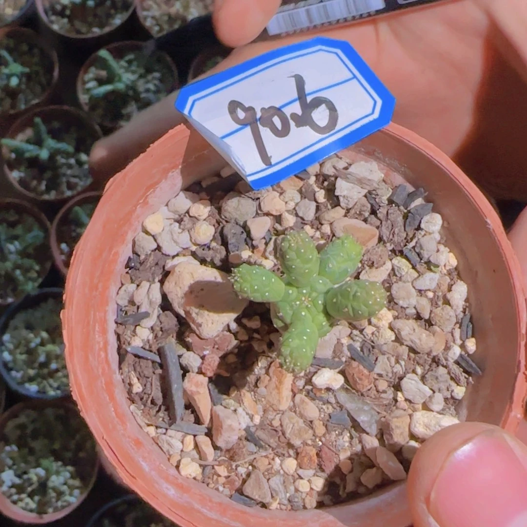 用***神块根粗壮植物块根植物