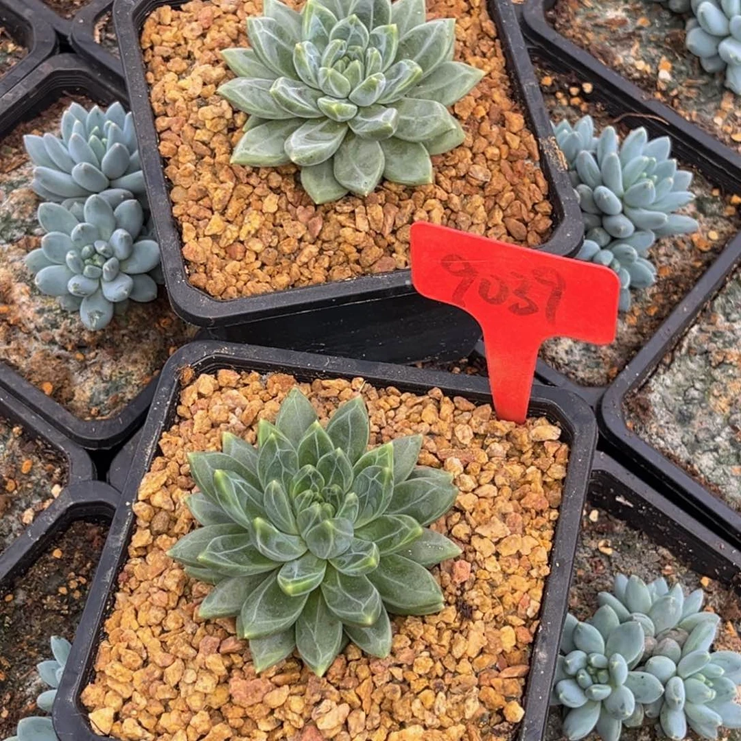 ****࿐9039.04012号早上多肉植物群生多肉