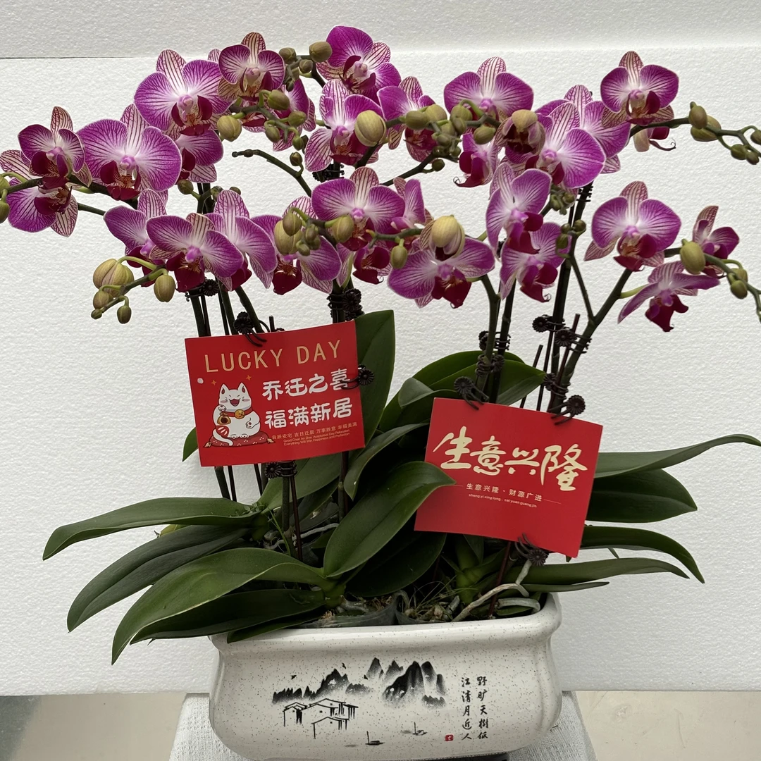 国馨【大富大贵】蝴蝶兰懒人花 室内花卉 花期长 好养活