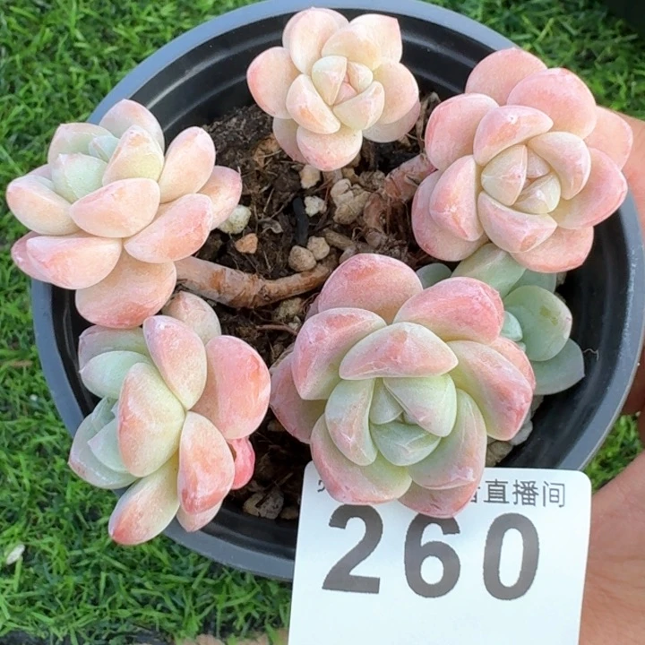 树桩冰玉            多肉植物