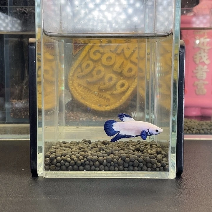 斗鱼19号922早青花