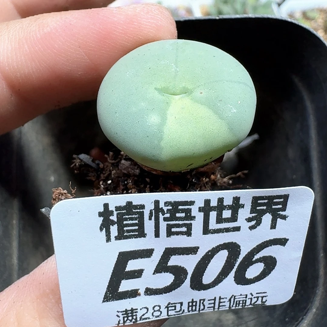 多肉植物的人生fgb