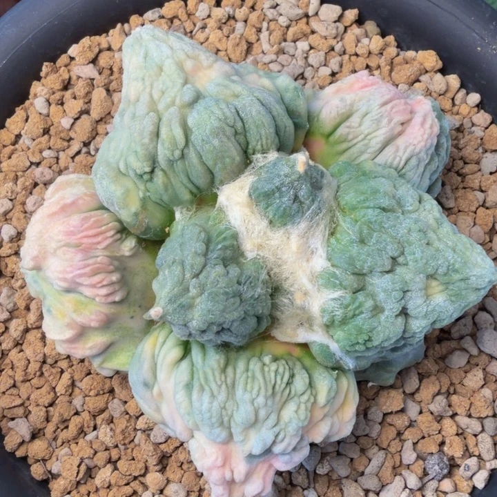 梦幻白锦边境老头的