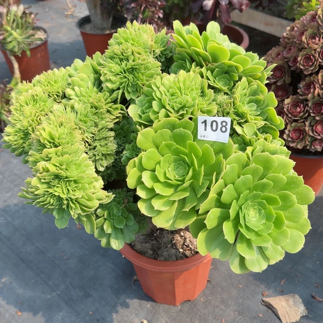 宠**帅108多肉植物绿缀