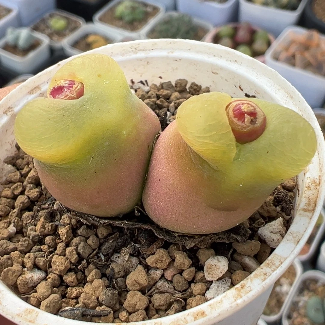 163多肉植物种类多样