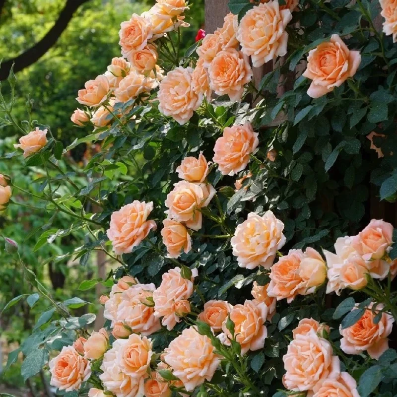 【甜梦】1.5米爬藤月季花苗藤本浓香四季庭院阳台盆栽地栽