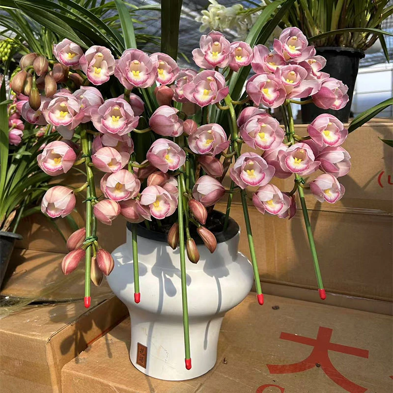 【拱兰】 大花惠兰年宵花云南鲜花基地直发花期长盆栽