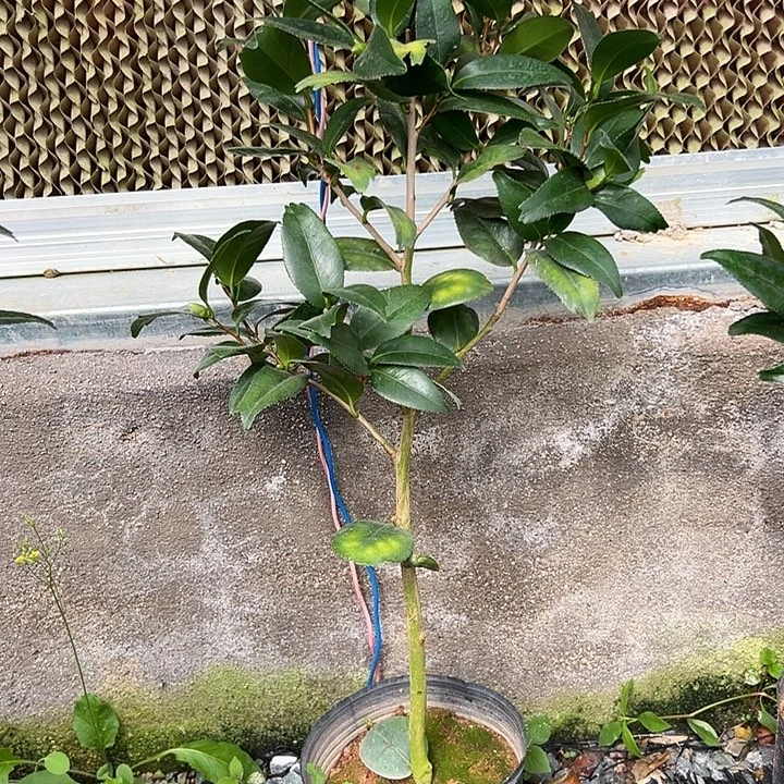 大部分花苞少量开放，久留米金鱼