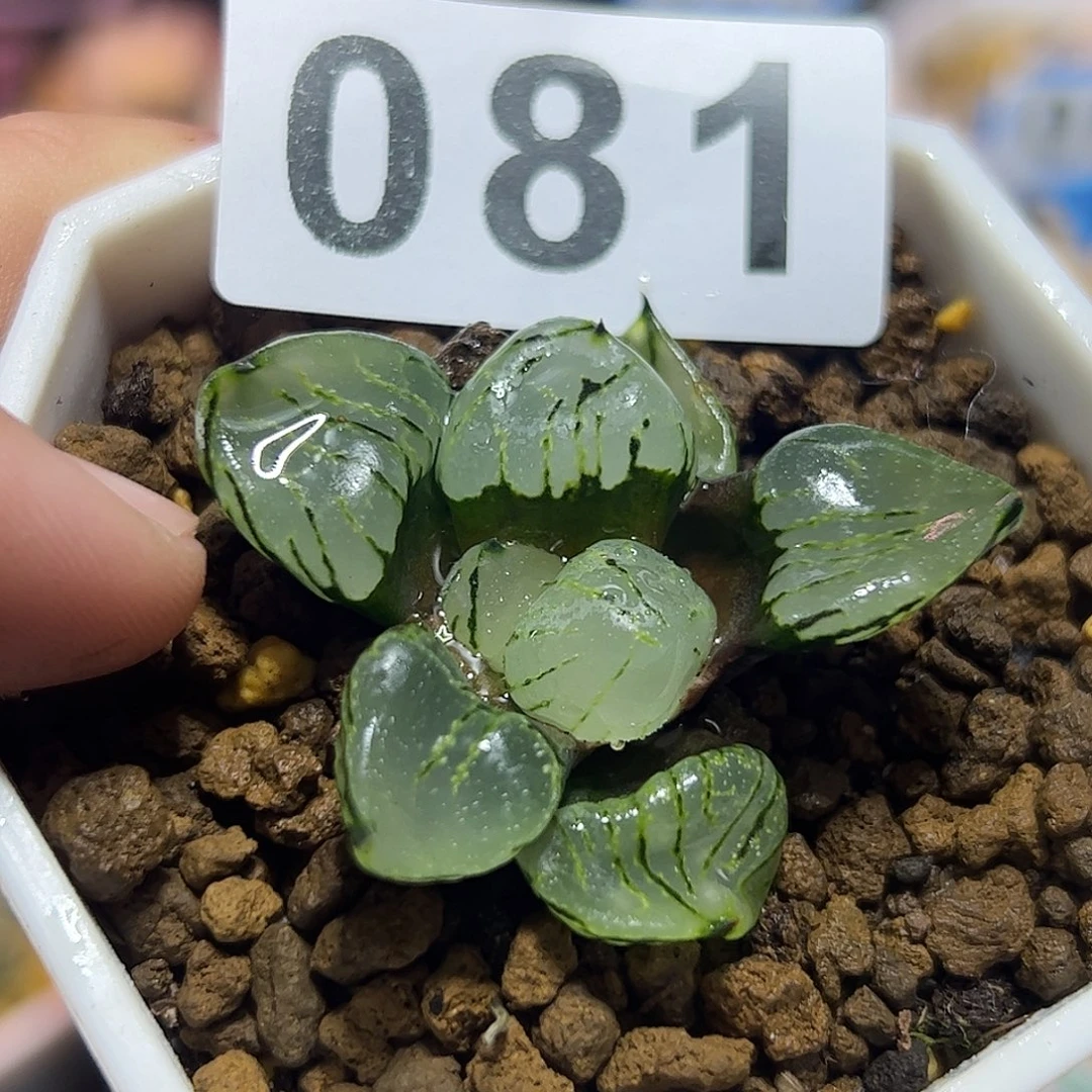 魔晶球十二卷多肉植物