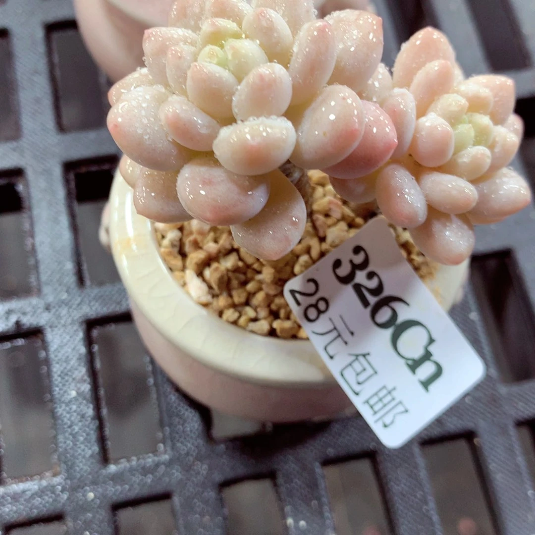 5厘米盆精控多肉326