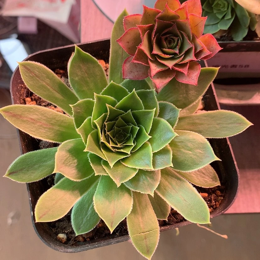 【闪购商品】阴****两颗009