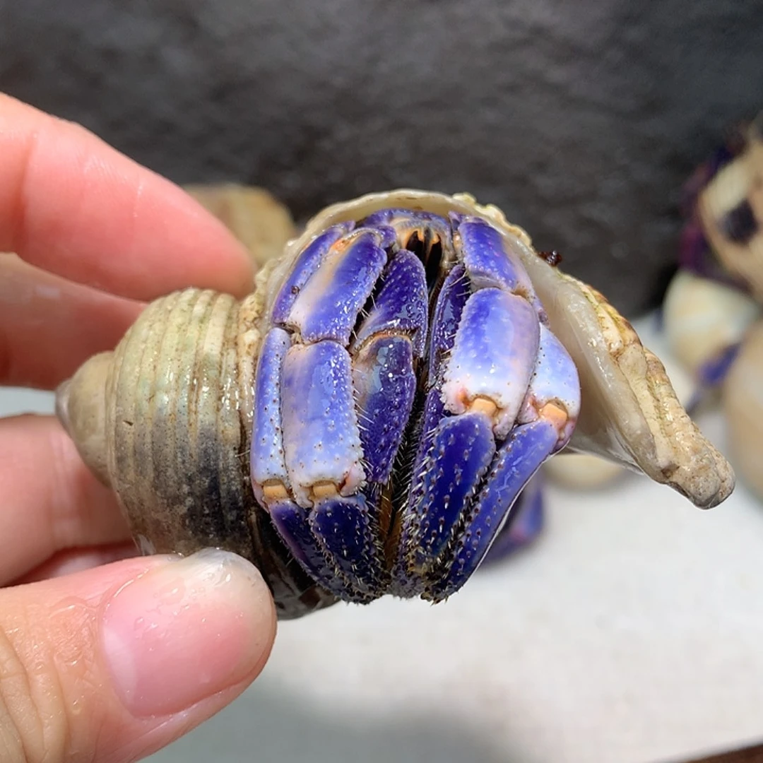 2.7奔跑紫路豆豆21号