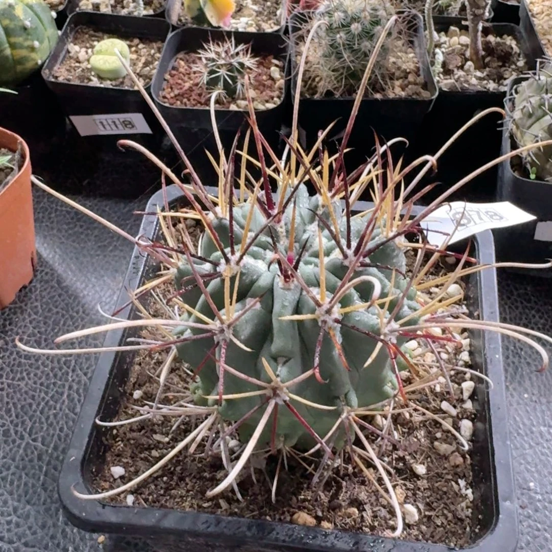 878黑罗刹脱土发货