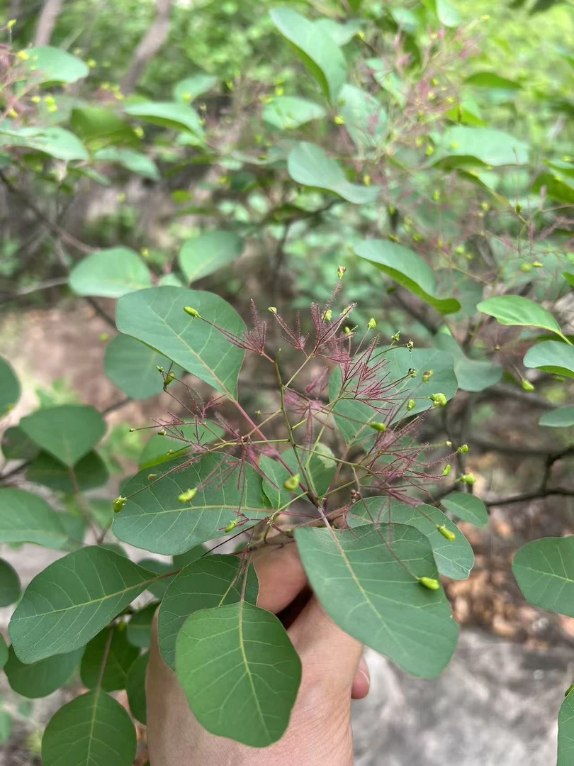 黄栌 10-60专用连接（直播间一物一拍）