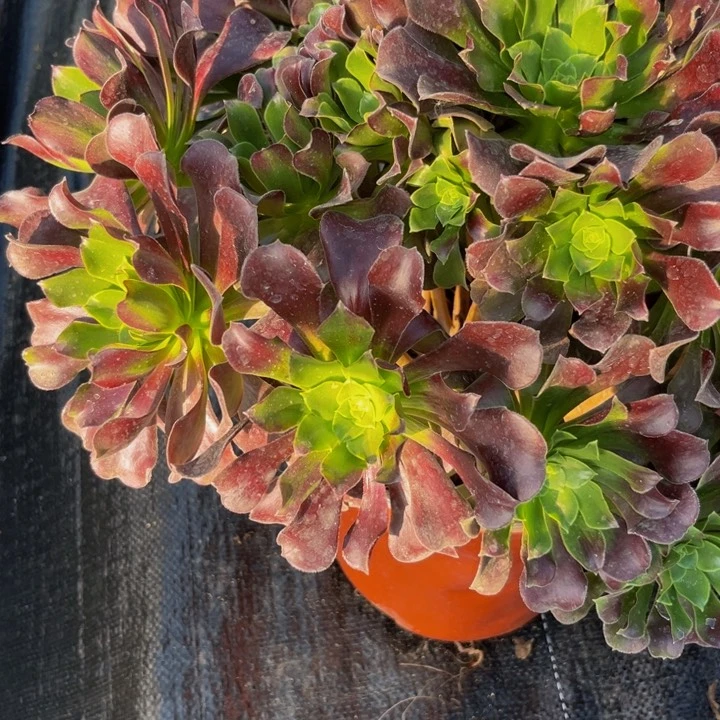 梅花多肉植物捧花的