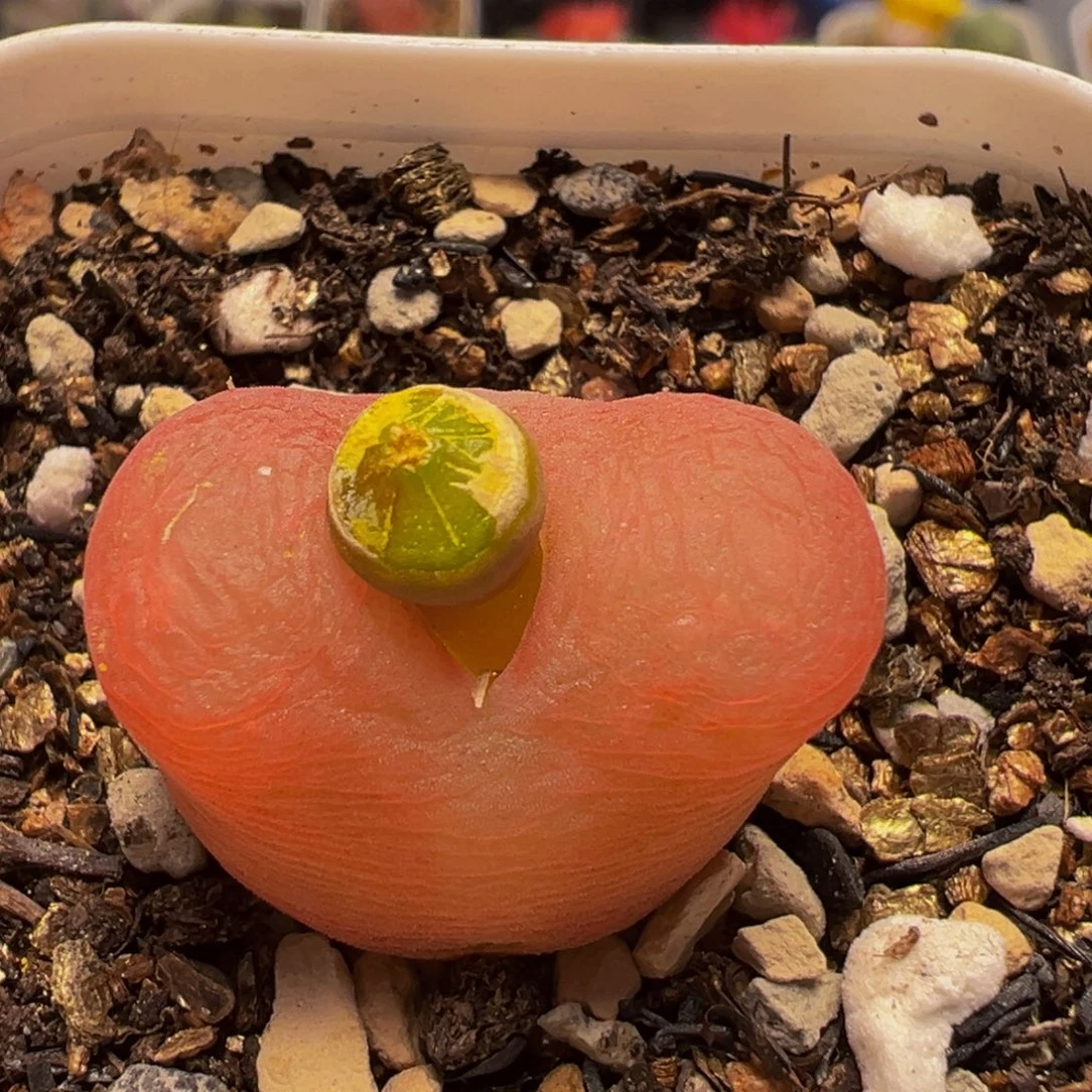 505多肉植物百科植物