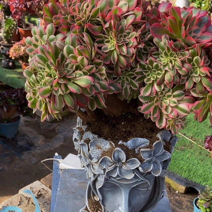 粉女巫多肉1颗多肉1颗