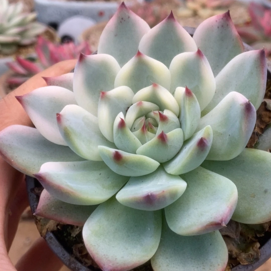 336锦锦锦锦锦锦锦锦