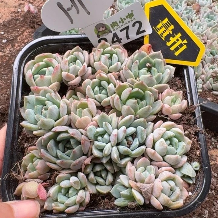 无花朵多肉植物多肉植物