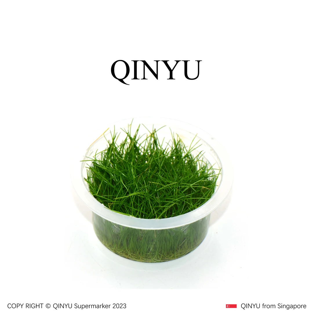 【无菌杯专场】无菌杯纯正迷你牛毛 牛毛毡 铺地水草需细沙种植