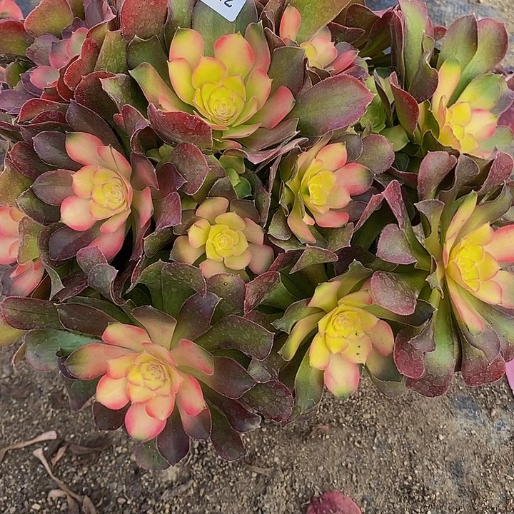 多肉雅典娜537多肉