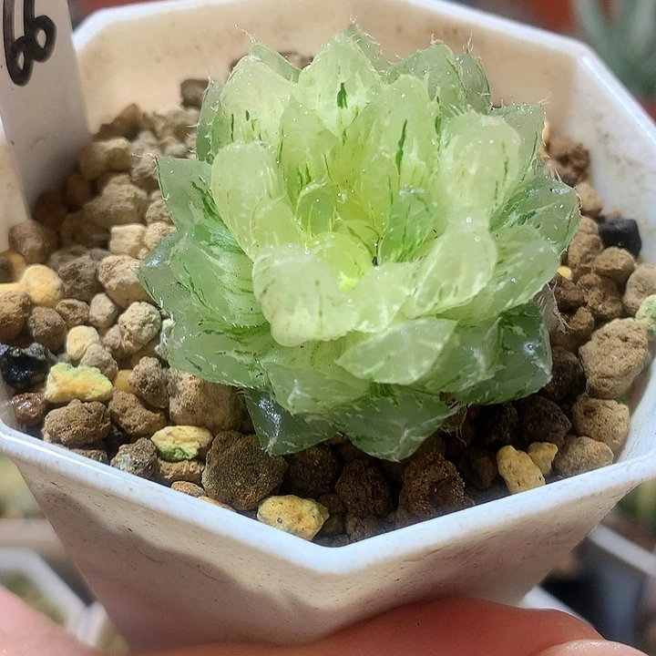 66号翠云玉露锦一物一拍