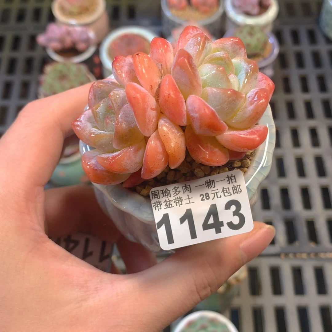 5厘米盆精控多肉1143