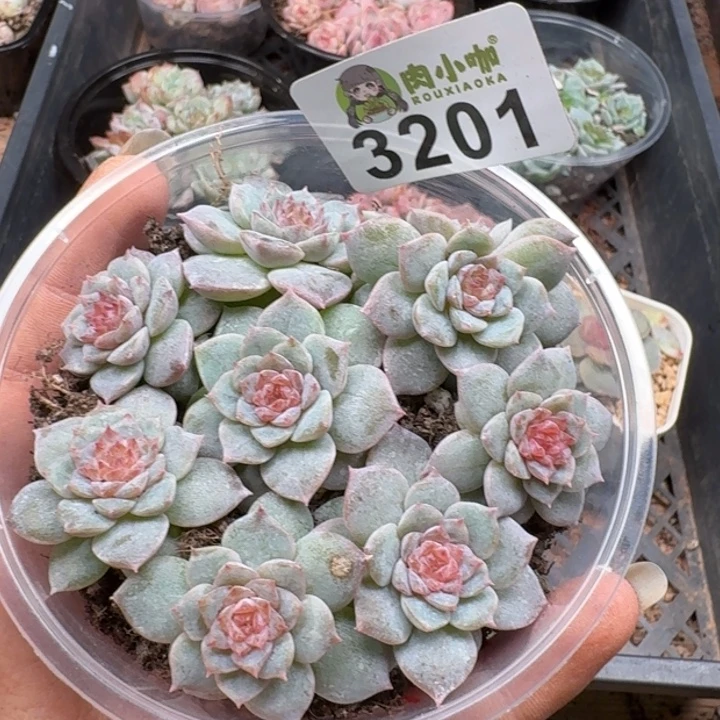 多肉植物多肉植物