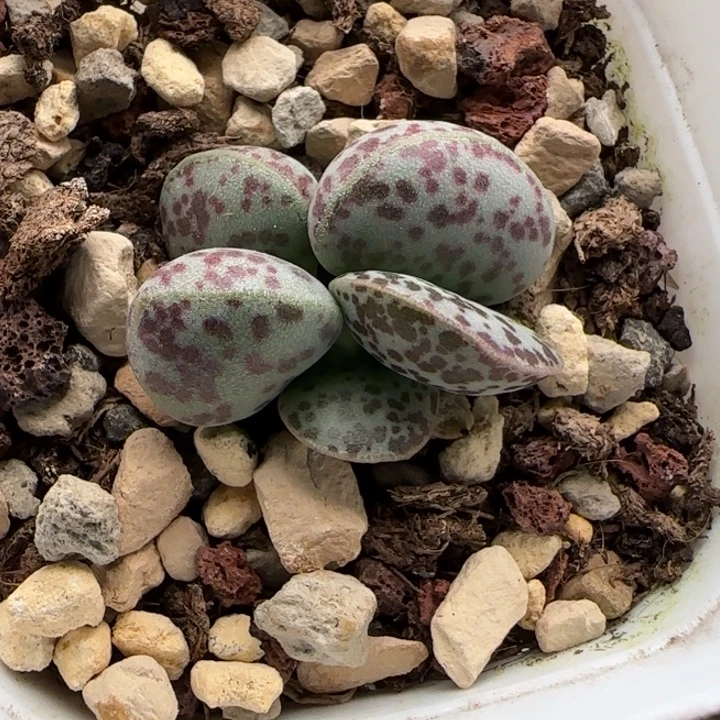 花蛋水泡多肉植物