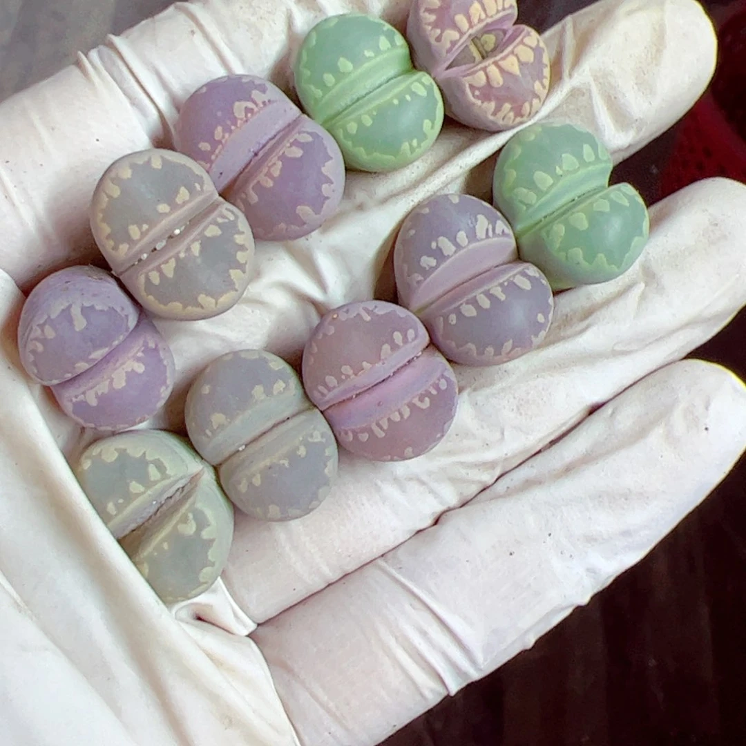 一****?114 优秀的肉肉54