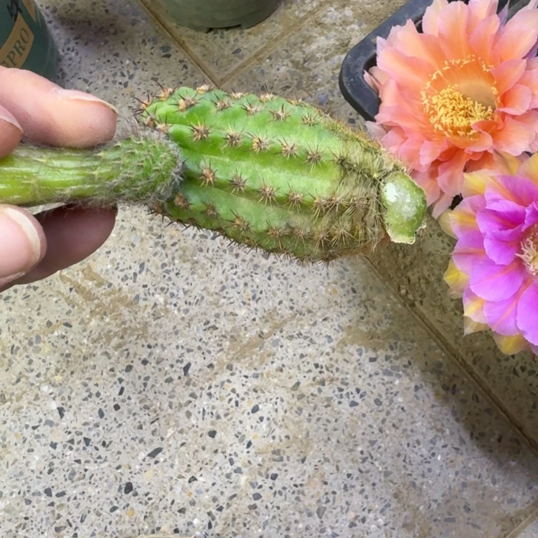 353毛妹妹杏歪无根侧牙5公分左右，20包邮